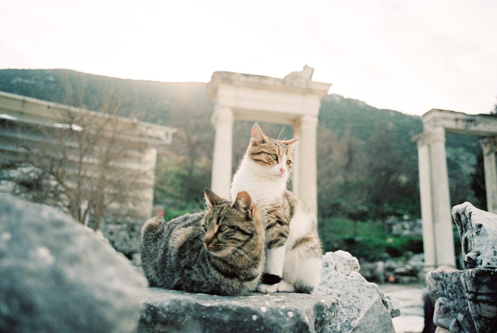 Cats of Ephesus, Traveling in Turkey, Turkish Ruins