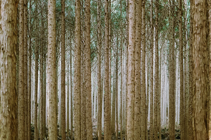 Tomasz Wagner, Iya Valley, Shikoku, Tokushima Prefecture, Japanese Cedar Forests