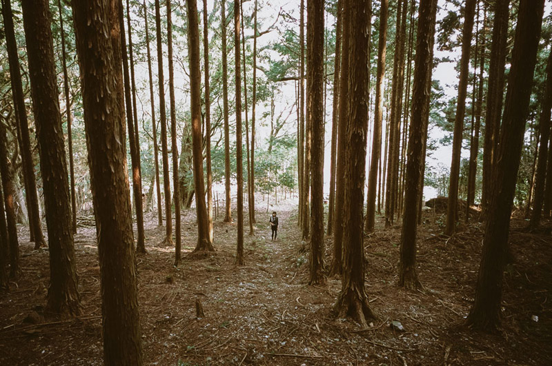 Tomasz Wagner, Iya Valley, Shikoku, Tokushima Prefecture, Japanese Cedar Forests