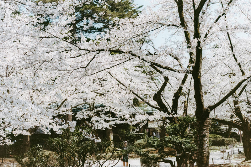 Hanami in Japan, Tomasz Wagner, Kenrokuen Garden, Kanazawa, Contax G2, Japan 35mm Film Photography