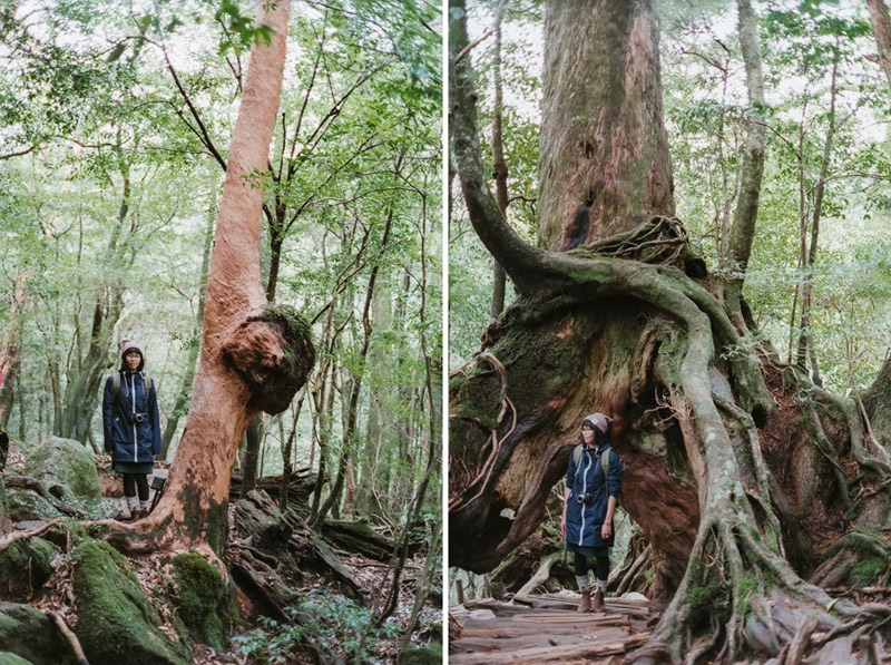 Yakusugi Ancient Cedar Trees, Shiratani Unsuikyo Ravine, Tomasz Wagner