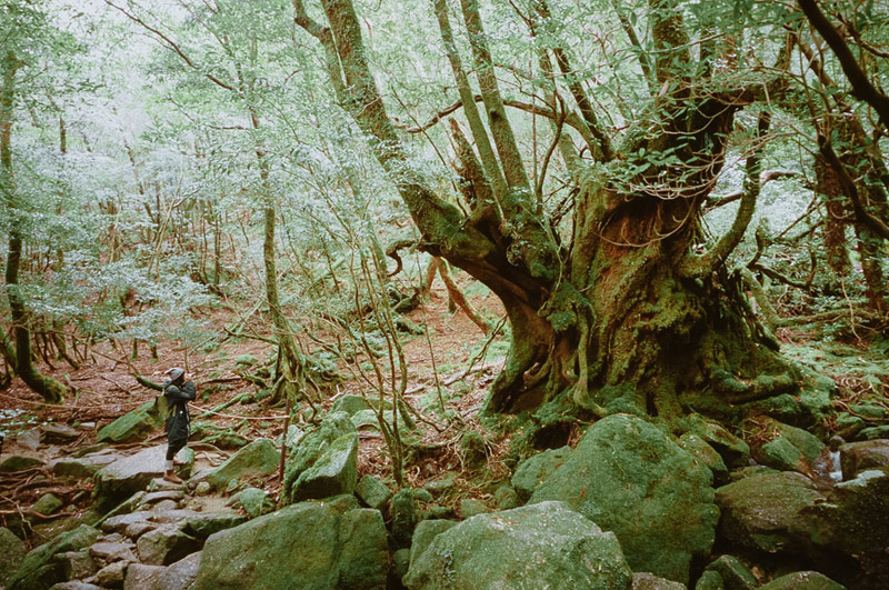 Shiratani Unsuikyo Ravine, Yakushima Hikes, Tomasz Wagner