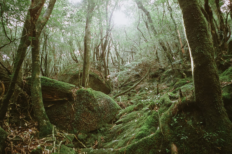 Princess Mononoke Forest, Shiratani Unsuikyo Ravine, Tomasz Wagner