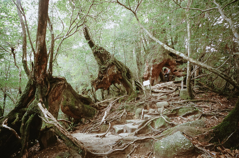 Kigurisugi Ancient Cedars, Yakushima Travel Guide, Tomasz Wagner