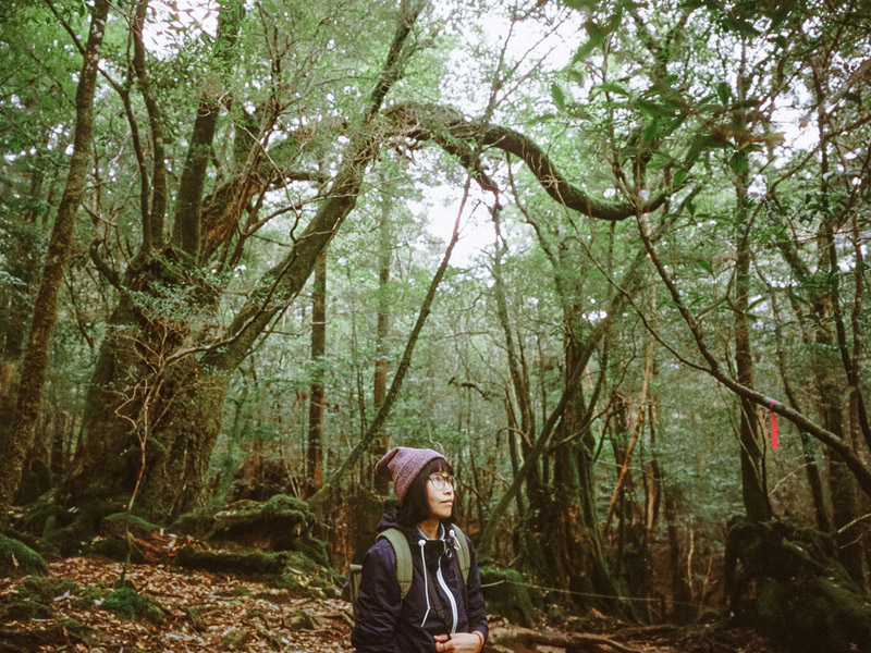 Yakusugiland Trail, Yakushima Hiking Guide, Tomasz Wagner