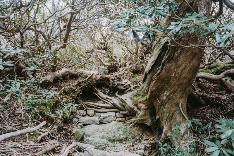 Yodogawa Trail, Yakusugi Tree Roots, Tomasz Wagner