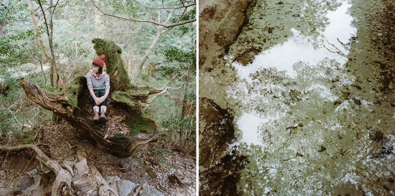 Yodogawa Trail, Ancient Cedars, Yakushima Hikes, Tomasz Wagner