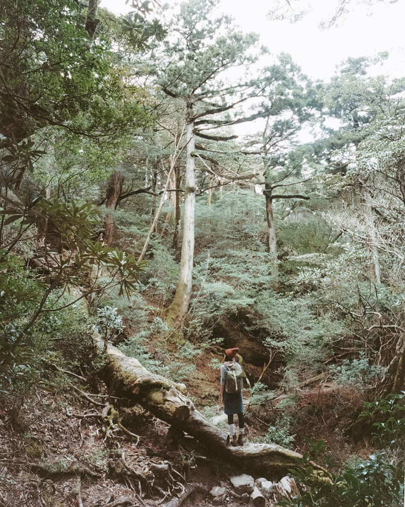 Yodogawa Trail, Yakusugi, Yakushima Travel Guide, Tomasz Wagner