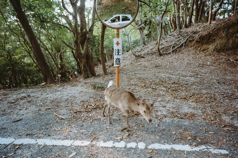 Yakushika, Japanese Deer, Yakushima World Heritage Site, Tomasz Wagner