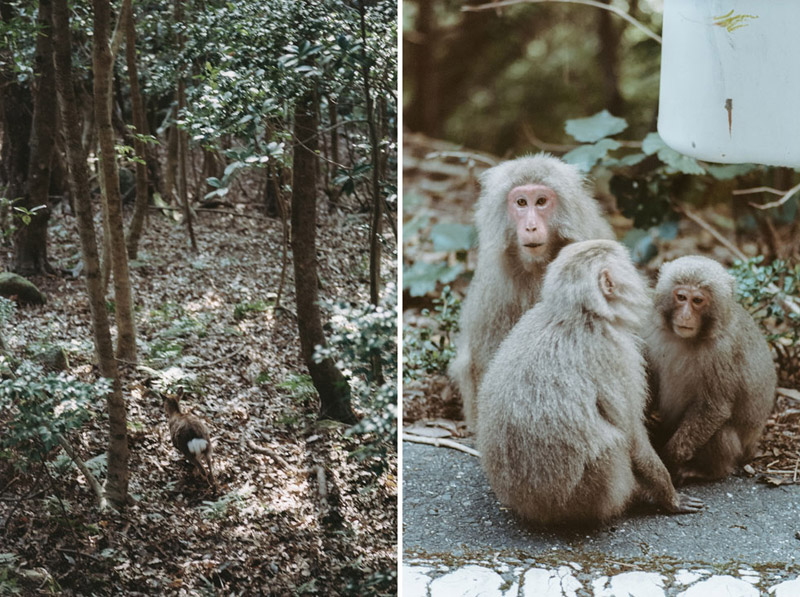 Yaku Monkey, Japanese Macaque, UNESCO World Heritage Sites, Tomasz Wagner