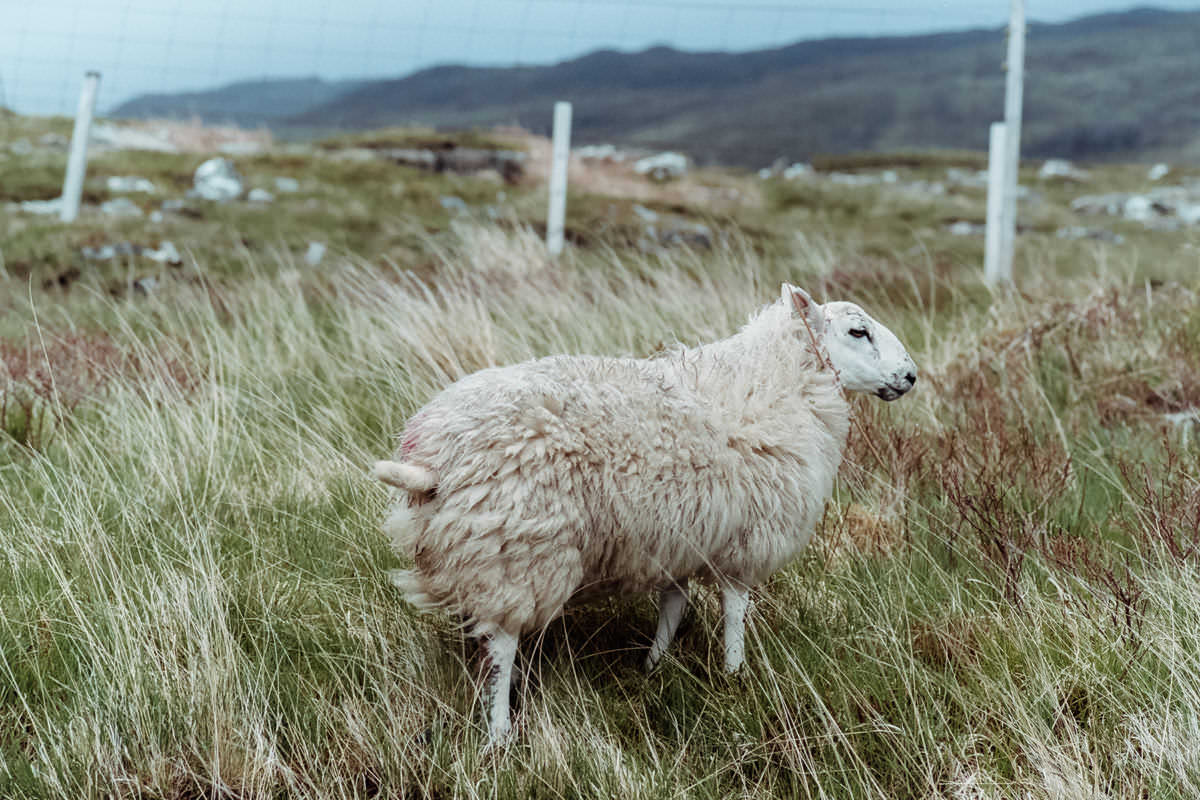 Isle of Skye Sheep scotland photographing on contax g2 film camera and kodak portra 160