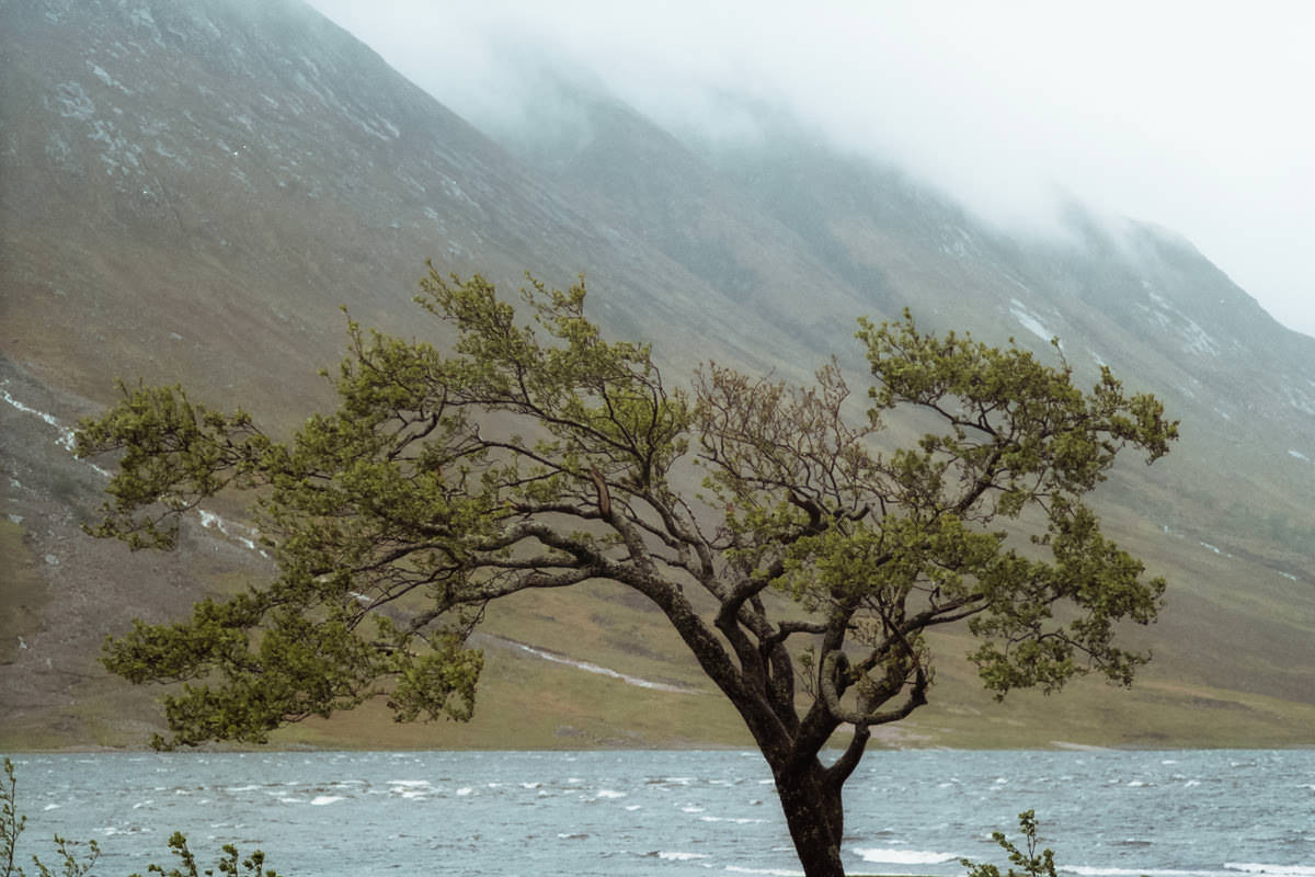 Glen Etive Trees scotland photographing on contax g2 film camera and kodak portra 160