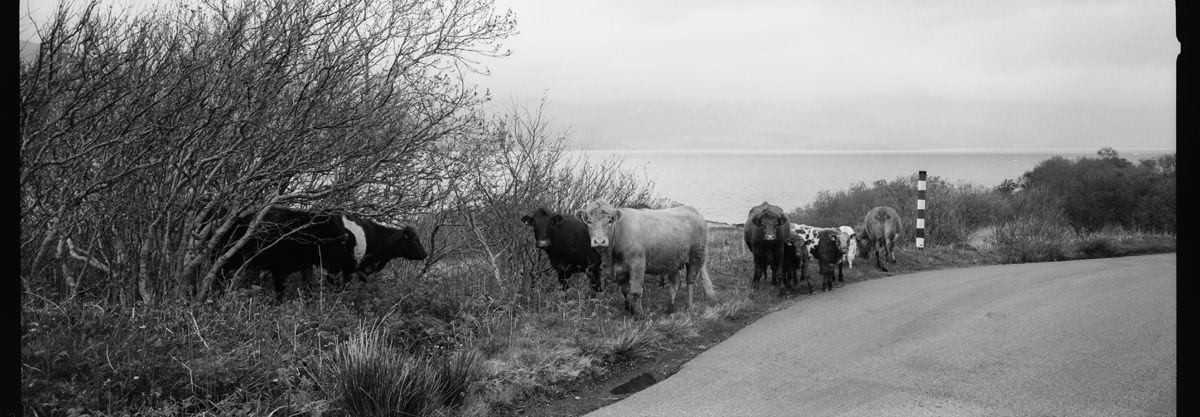 Isle of Mull Cows scotland photographing on hasselblad xpan panoramic film camera and kodak trix 400