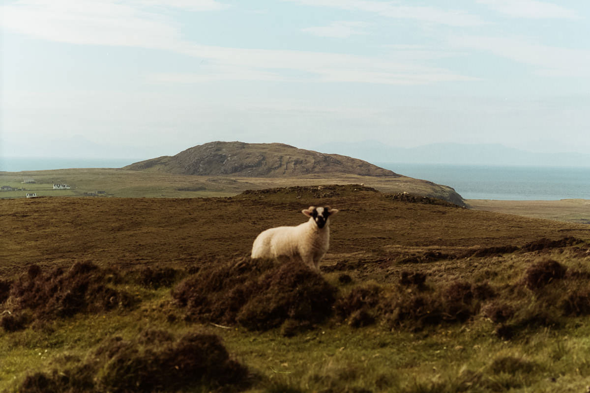 Isle of Mull Sheep scotland photographing on contax g2 film camera and kodak portra 160