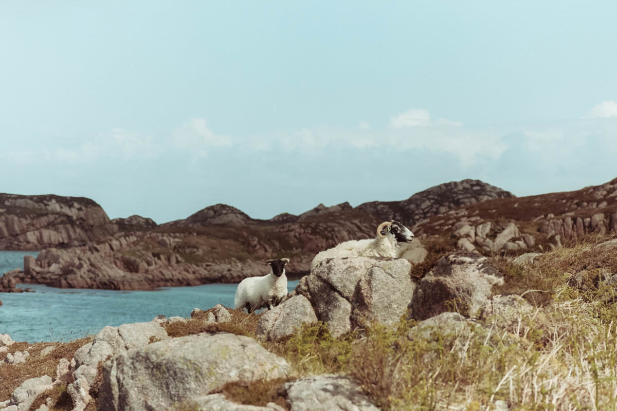 Isle of Mull Sheep scotland photographing on contax g2 film camera and kodak portra 160