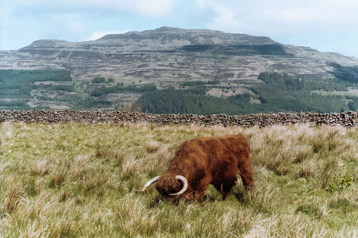 Isle of Mull Coo scotland photographing on contax g2 film camera and kodak portra 160