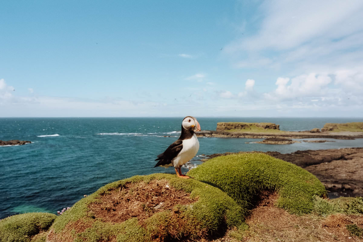 Isle of Staffa Tours, Puffin scotland photographing on contax g2 film camera and kodak portra 160