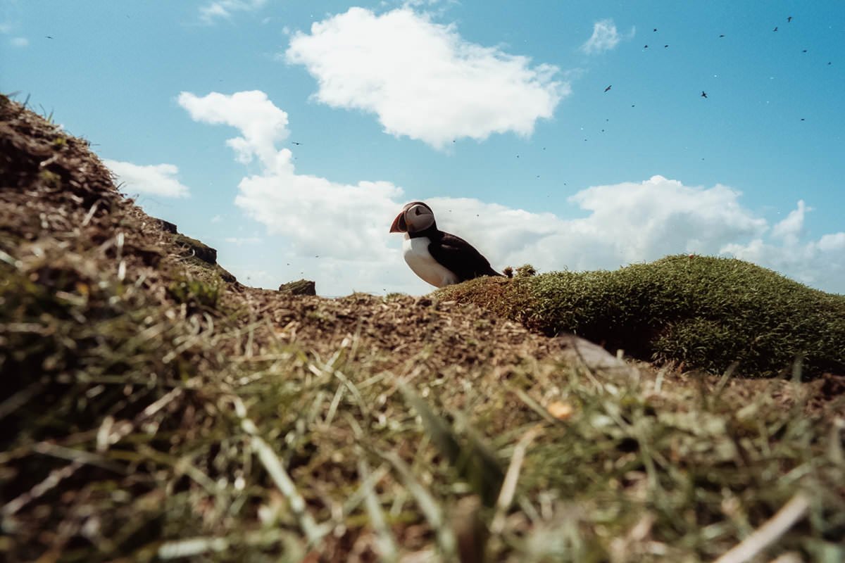 Puffins Isle of Staffa scotland photographing on contax g2 film camera and kodak portra 160