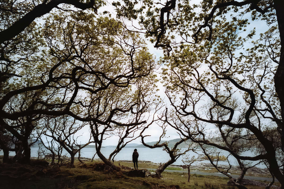 Isle of Mull Forest scotland photographing on contax g2 film camera and kodak portra 160