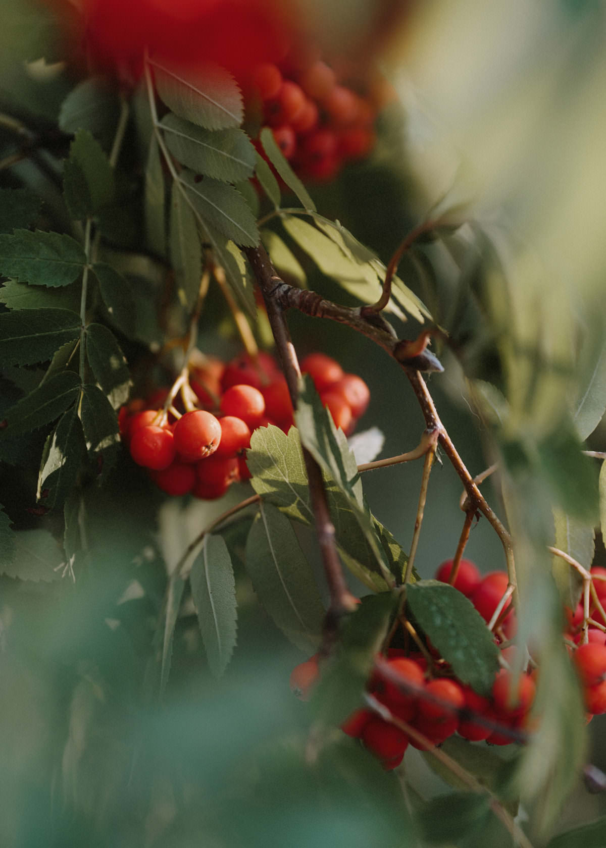 european mountain ash plant