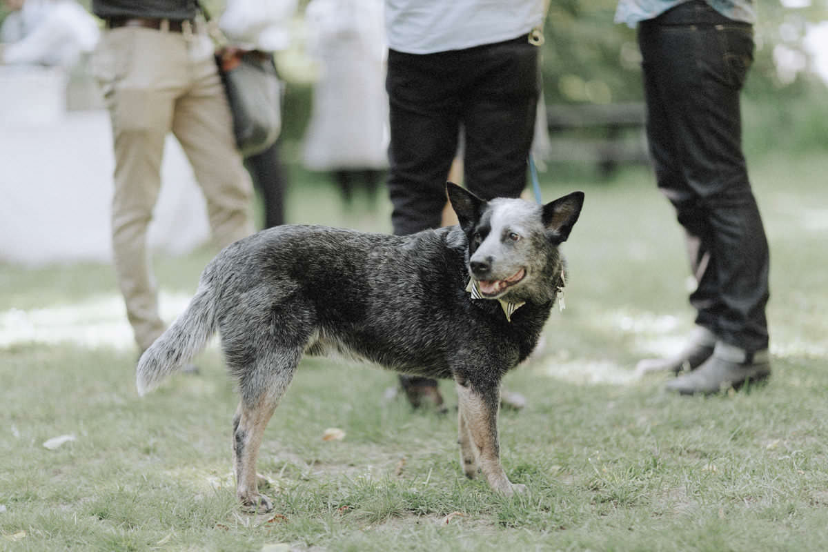 blue heeler dog at squamish wedding