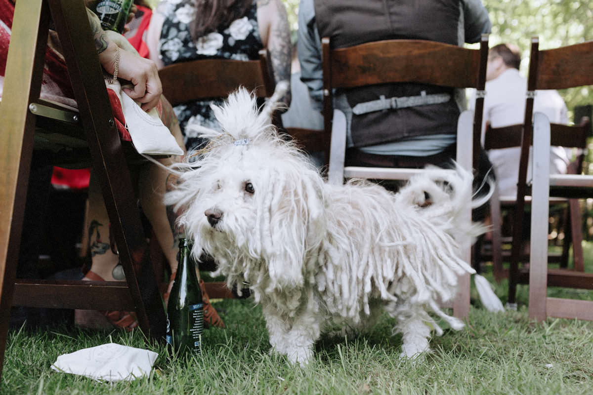 dreadlocked white dog at wedding