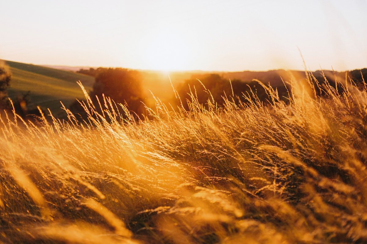 tall grasses in the french countryside during sunset