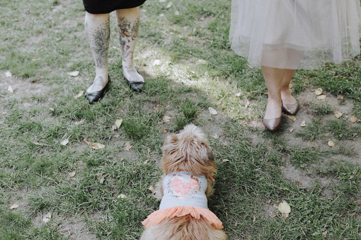 dog at squamish campsite wedding