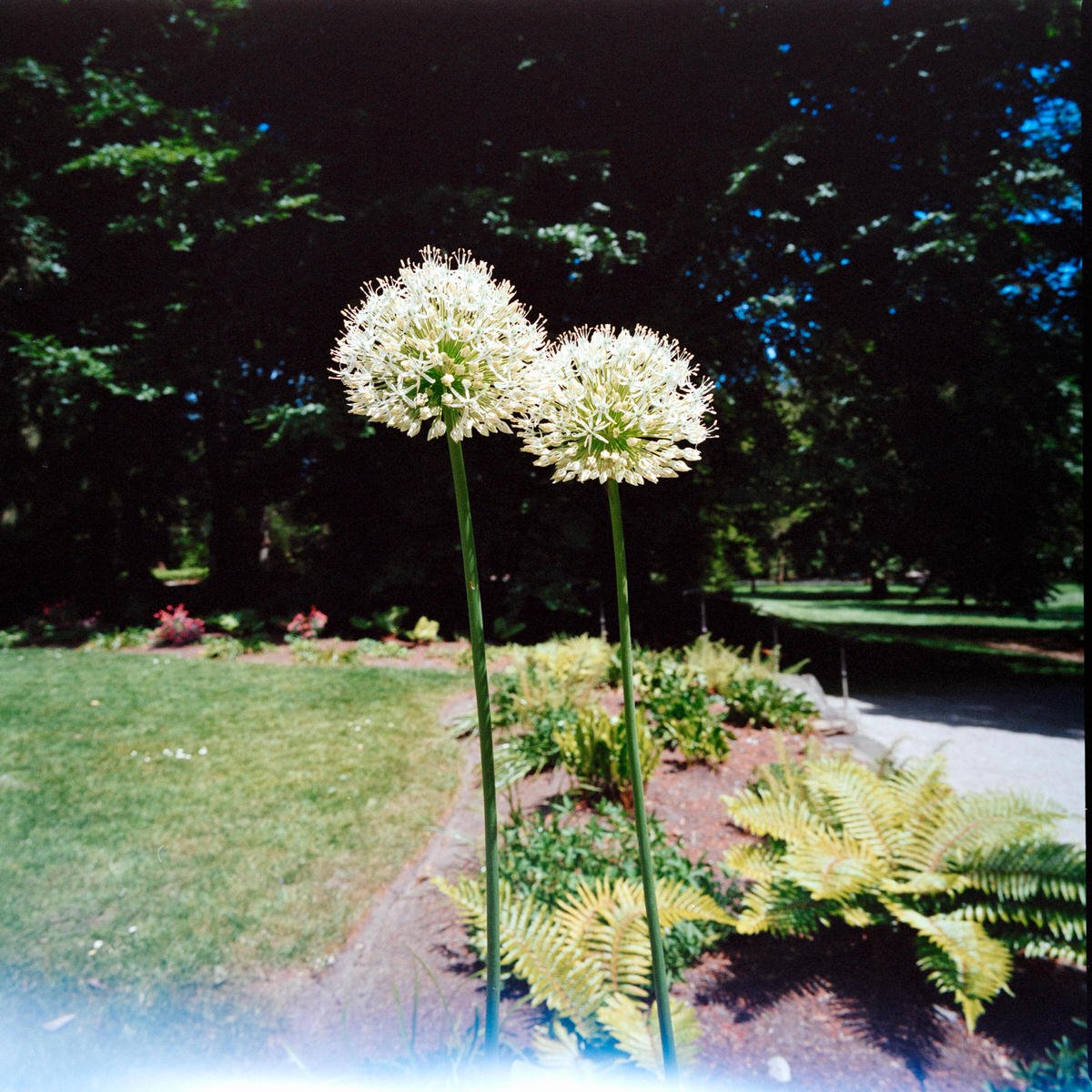 medium format photo of allium in Stanley Park Vancouver
