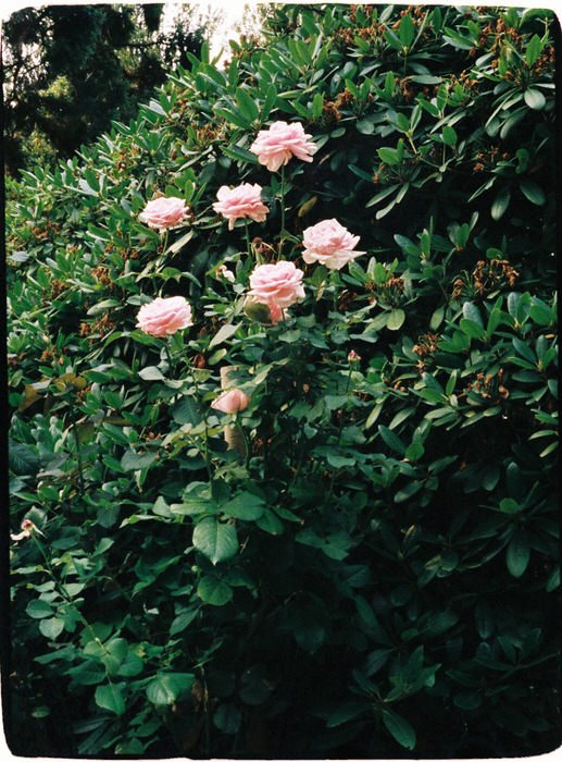 35mm film photo of pink roses at hycroft manor wedding