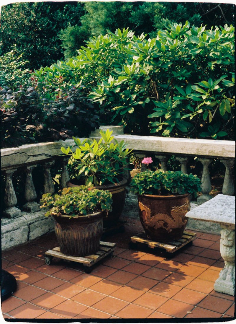35mm photo of potted plants at hycroft manor