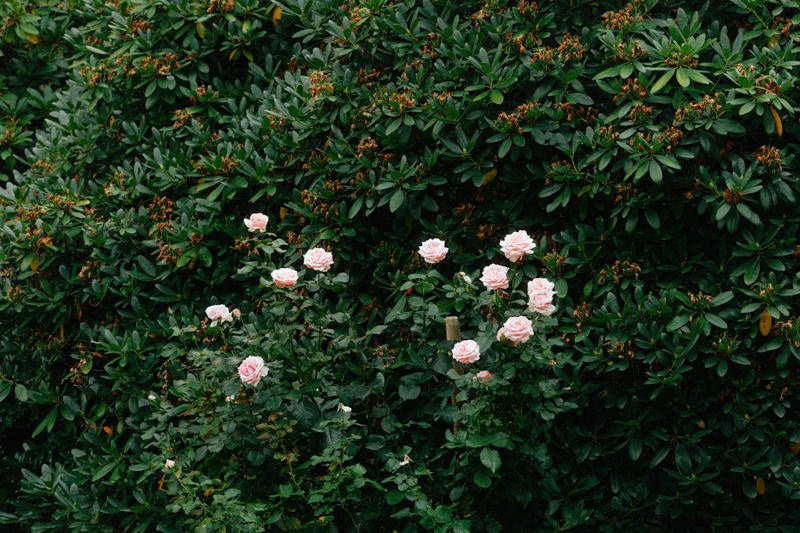pink roses and rhododendron bushes at hycroft manor