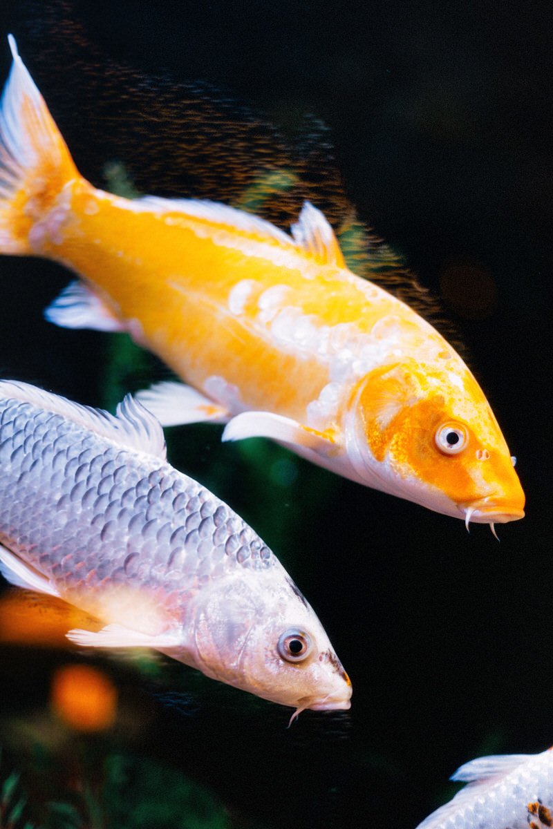 close up details of gold and silver koi fish