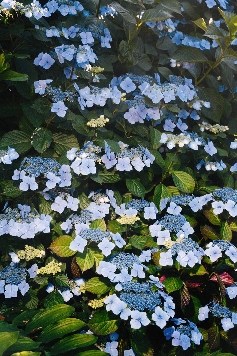 blue hydrangea bush blooming at UBC Botanical Garden